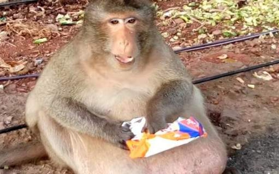 Viral: Ο πάνχοντρος πίθηκος με την τεράστια κοιλιά -Εβαζε άλλους να κλέβουν φαγητό και να του το φέρνουν [βίντεο]