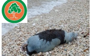 Υδρόβιο τρωκτικό, πιθανότατα Μυοκάστορας, εντοπίστηκε νεκρό σε παραλία της Αγίας Ευφημίας
