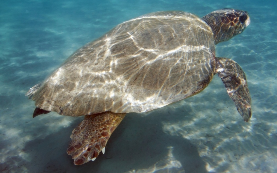 Νεκρή θαλάσσια χελώνα καρέτα – καρέτα εντοπίστηκε στο Φανάρι
