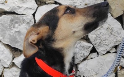Σκυλάκια αναζητούν σπίτι για φιλοξενία - υιοθεσία