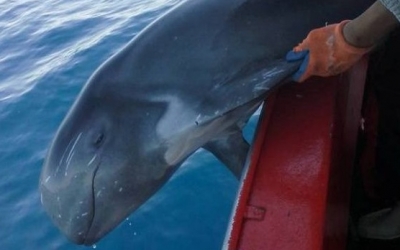 Ψαράς στα Χανιά βρήκε στα δίχτυα του φαλαινοδέλφινο (εικόνες)