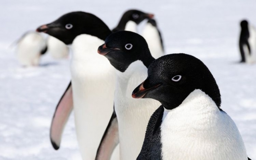 Τραγικό τέλος για χιλιάδες μικρούς πιγκουίνους στην Ανταρκτική