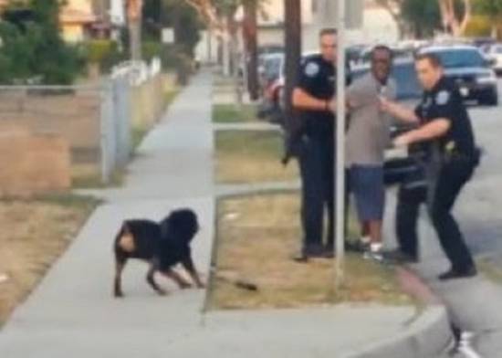 Σοκ! Αστυνομικοί πυροβόλησαν σκύλο που ήθελε να σώσει το αφεντικό του! (VIDEO)