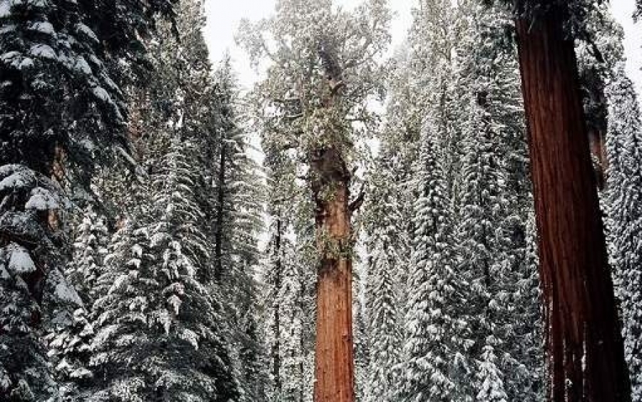 «Πρόεδρος» -Το δέντρο γίγας, 3.200 χρόνων και ύψους 74 μέτρων [εικόνες]