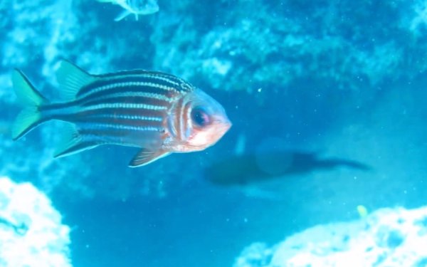 Sargocentron rubrum: Ο «μικρός νυχτερινός κυνηγός» με τα μεγάλα μάτια εντοπίστηκε στον βυθό της Σκάλας