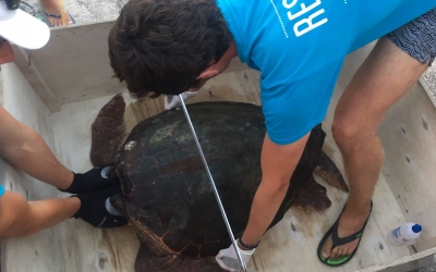 Διάσωση θαλάσσιας χελώνας στην Σάμη (εικόνες)