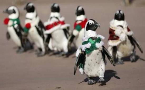 Πιγκουίνοι σε ρόλο ξωτικών