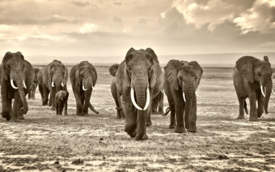 WWF: Μέσα σε 40 χρόνια η Γη έχασε το 60% των άγριων ζώων
