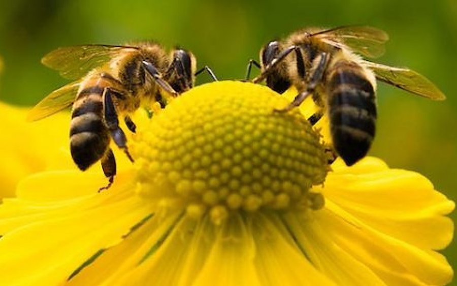 Ε.Α.Σ.: Οι μέλισσες πιο γρήγορες στους υπολογισμούς από το κομπιούτερ