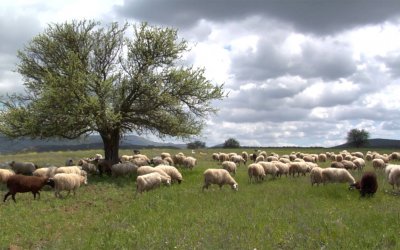 Περιφέρεια: Επανεξέταση των απορριφθέντων αιτημάτων για τους κτηνοτρόφους που επλήγησαν από τον ΙΑΝΟ