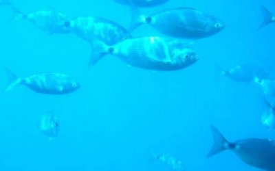 Εξαφανίζονται τα ψάρια στη Μεσόγειο, τι συμβαίνει με το Ιόνιο