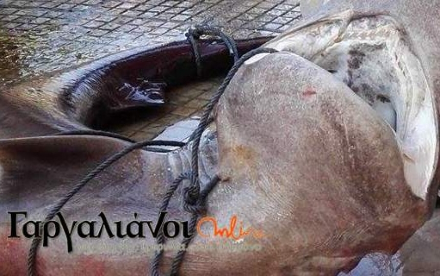 Έπιασαν καρχαρία 180 κιλών στο λιμάνι της Μαραθούπολης (εικόνες)