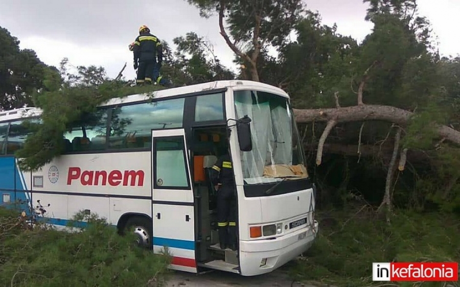 Αργοστόλι: Δέντρο έπεσε πάνω σε λεωφορείο στο ΞΕΝΙΑ (εικόνες)