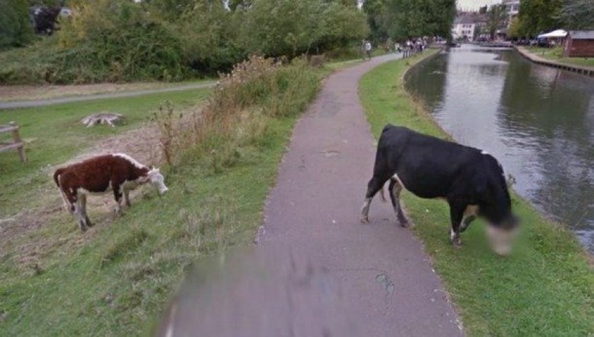 Η Google έβαλε μωσαϊκό στο πρόσωπο μιας... αγελάδας!