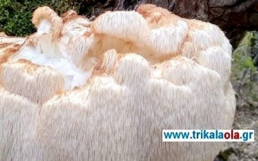 Σπάνιο είδος άγριου μανιταριού βρέθηκε στα Τρίκαλα - Ζυγίζει 5,5 κιλά (εικόνες)