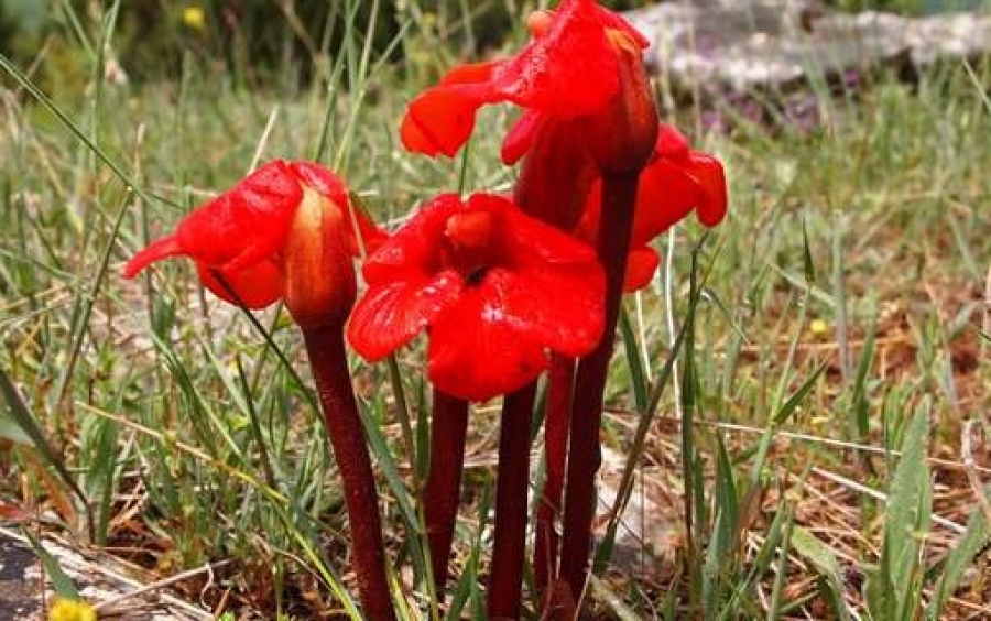 Το πανέμορφο λουλούδι-παράσιτο που φυτρώνει μόνο στις Πρέσπες [εικόνες]