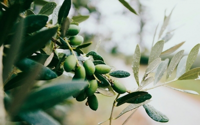 «ΟΙ ΦΑΡΑΚΛΑΔΕΣ»: Εκδήλωση - αφιέρωμα στο υπερ αιωνόβιο δένδρο της ελιάς