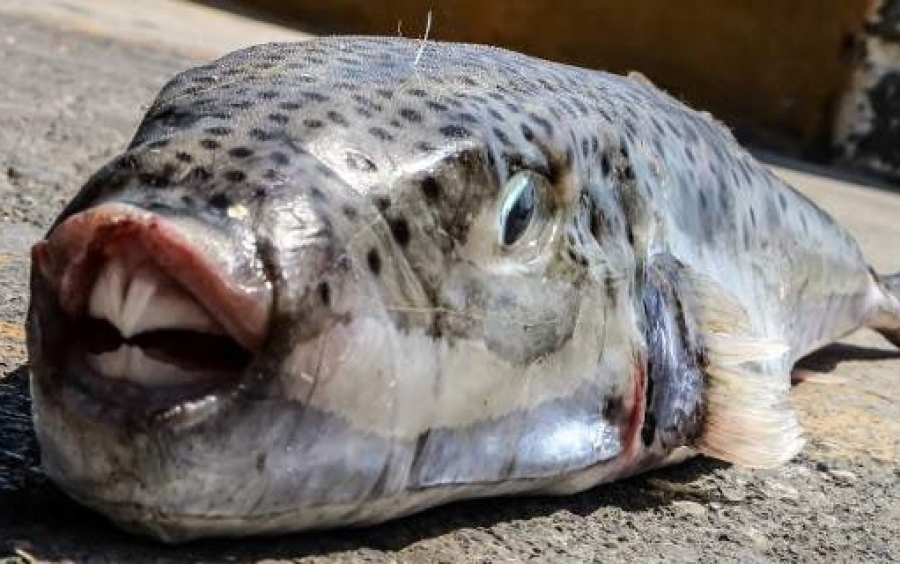 Μετά τις μέδουσες, στο Ρίο έφτασαν και λαγοκέφαλοι - Γιατί είναι τόσο επικίνδυνα ψάρια
