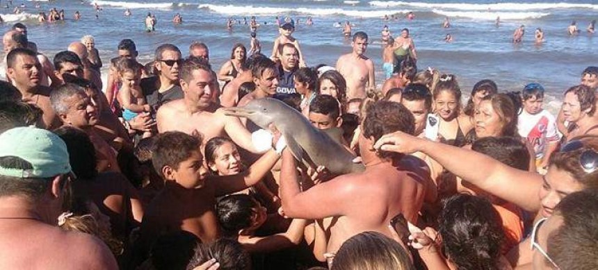 Λουόμενοι σκότωσαν δελφίνι -Εβγαζαν selfies μαζί του, ξέχασαν να το επιστρέψουν στη θάλασσα [εικόνες]