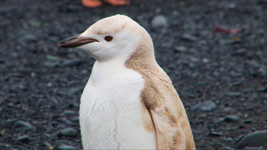 Σπάνιος… ξανθός πιγκουίνος!