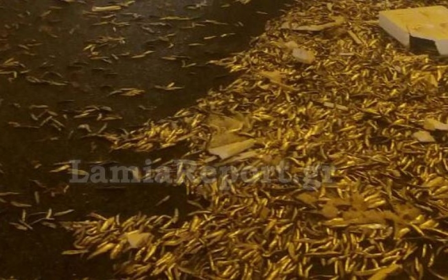 Γέμισε ψάρια η σήραγγα στη Στυλίδα μετά από τροχαίο - Χρειάστηκαν δύο ώρες για να την καθαρίσουν (εικόνες)