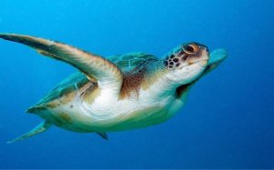 Αργοστόλι: Νεκρή θαλάσσια χελώνα καρέτα – καρέτα