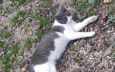 Χάθηκε ο γάτος της φωτογραφίας στον Καραβάδο - Δίδεται αμοιβή