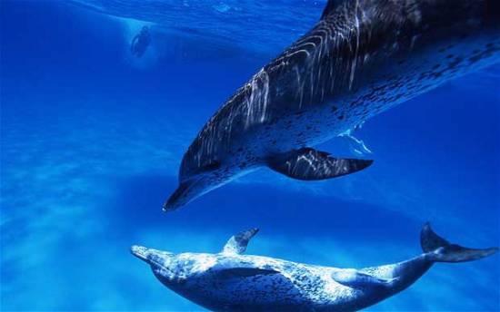 Παράξενη συμπεριφορά από εκατονταδες δελφίνια στην Καλιφόρνια (βίντεο)