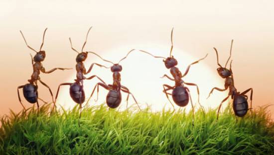 Πώς θα απαλλαγούμε από τα μυρμήγκια; Φυσικά, με... φυσικό τρόπο