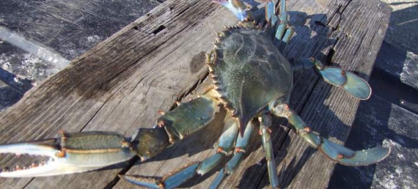 Μπλε καβούρια έχουν κάνει «απόβαση» στην Κέρκυρα και τρώνε όστρακα και ψάρια
