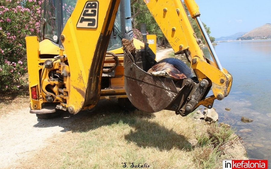 Απομακρύνθηκε η νεκρή χελώνα από τον Κούταβο (εικόνες)