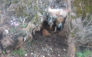 Με την επέμβαση της Αστυνομίας «ελευθερώθηκε» σκύλος στην Έρισσο (εικόνες)