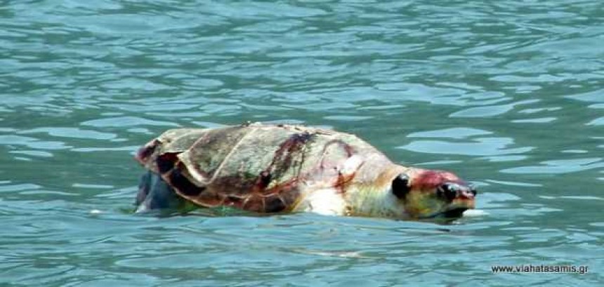 Δεύτερη νεκρή χελώνα στον Καραβόμυλο