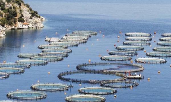 Έρχονται τρία νέα προγράμματα για Υδατοκαλλιέργειες, παύση αλιευτικών δραστηριοτήτων και  μεταποίηση/εμπορία αλιευμάτων