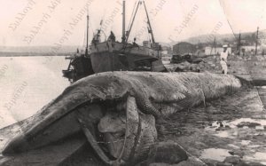 Αργοστόλι, Αύγουστος 1955. Το πτώμα πτεροφάλαινας στην προκυμαία του λιμανιού
