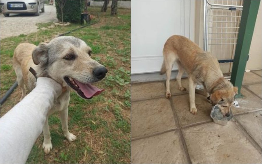 Βρέθηκε σκυλάκι στην Κρανιά