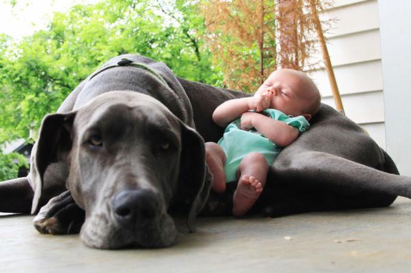 Μωράκια ποζάρουν μαζί με τα πολύ… μεγάλα σκυλιά τους!