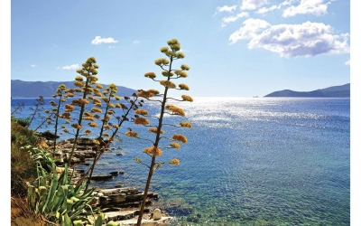 Εργόχειρα από το φυτό «Αθάνατος» στην Κεφαλονιά, τα μοναδικά στην Ελλάδα!
