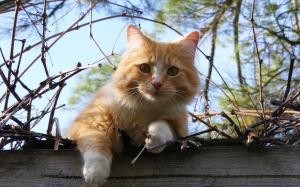 Ηλίας Τουμασάτος: Γιατί &quot;εξαφανίζονται&quot; συστηματικά οι γάτες στον Αγκώνα;