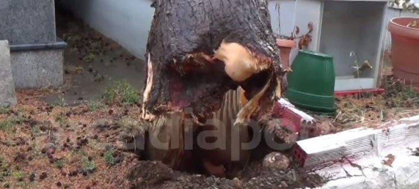 Ανεμοστρόβιλος σάρωσε νεκροταφείο της Τρίπολης -Ξεριζώθηκαν δέντρα, έσπασαν μάρμαρα (video)