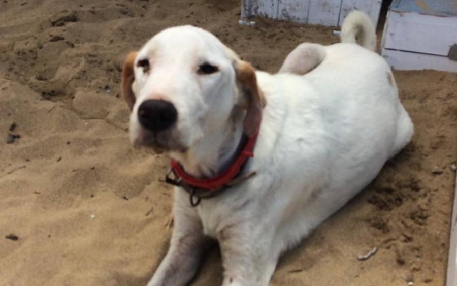 Σκυλάκι βρέθηκε στην παραλία της Αβύθου