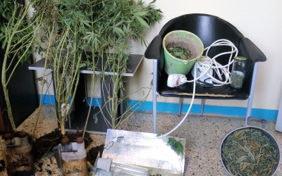 Τέσσερις συλλήψεις στην Κεφαλονιά, για καλλιέργεια, διακίνηση και κατοχή ναρκωτικών (εικόνα)