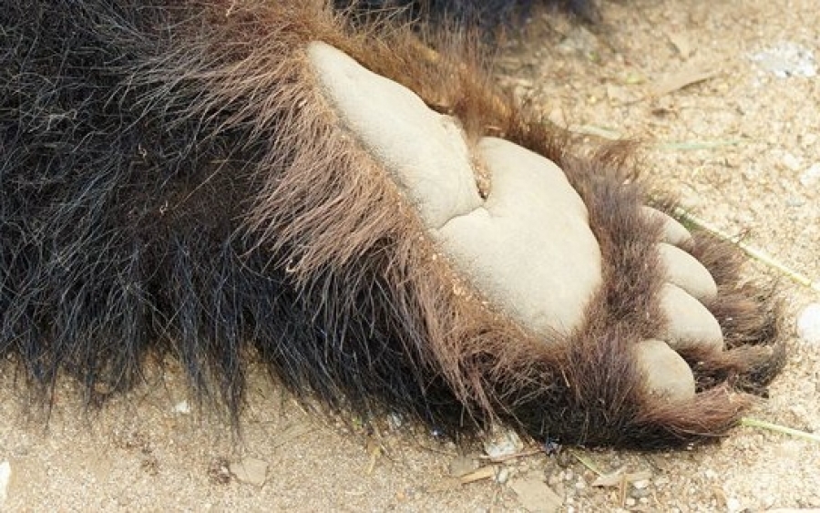 Αρκουδάκι βρέθηκε νεκρό έξω από την Κοζάνη