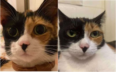 Χάθηκε η Νέλι στο Αργοστόλι