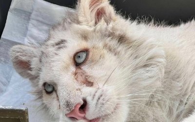 Το λευκό τιγράκι αποκάλυψε... το εμπόριο της ντροπής: Ο τιμοκατάλογος των άγριων ζώων