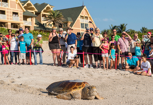 Sea turtle release