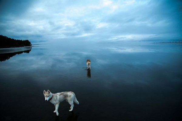 husky-walking-on-crystal-clear-frozen-lake-10