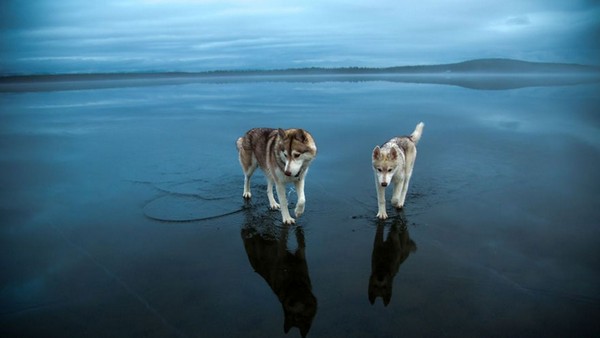 siberian-husky-frozen-lake-dog-photos-fox-grom-10.0.0 1