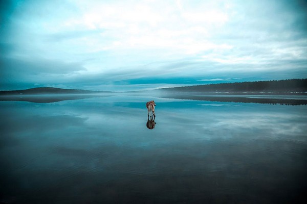 siberian-husky-frozen-lake-dog-photos-fox-grom-7 -1-