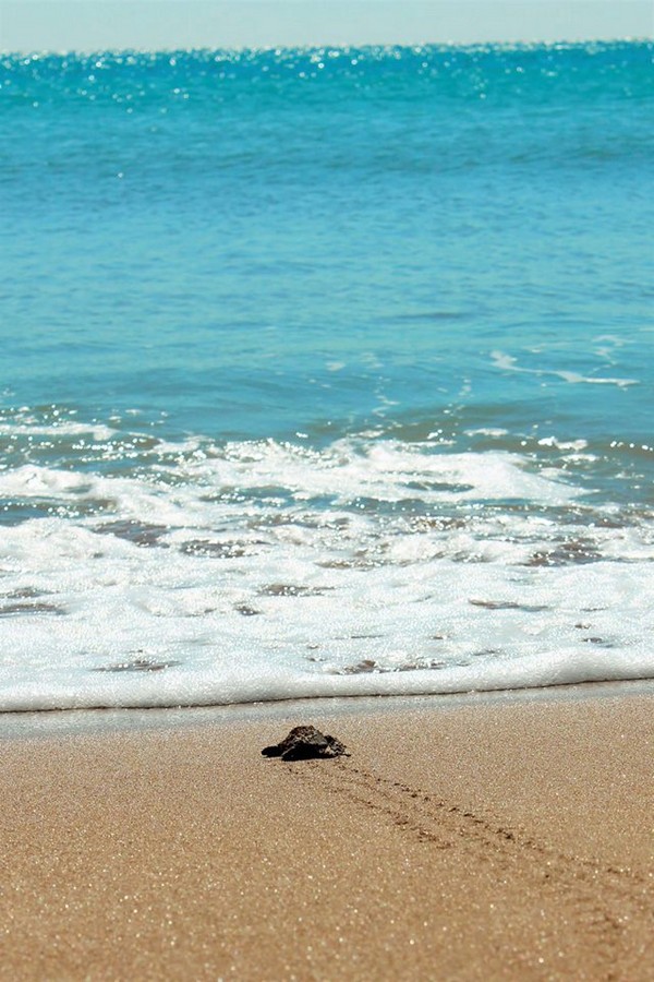sea-turtle-hatchling-lixouri-wildlife-sense